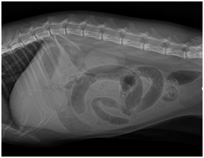 Case report: Small bowel obstruction secondary to congenital transmesenteric internal hernia in a cat